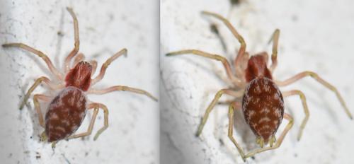 Nigma flavescens